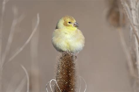 American Goldfinch 2022 07 Photograph By Judy Tomlinson Pixels