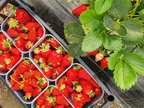 Azienda agricola Feudo Soprano - Inizia la raccolta! | Facebook