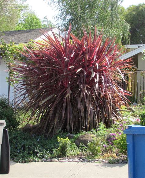 Plantfiles Pictures Cordyline Forest Cabbage Tree Ti Ngahere