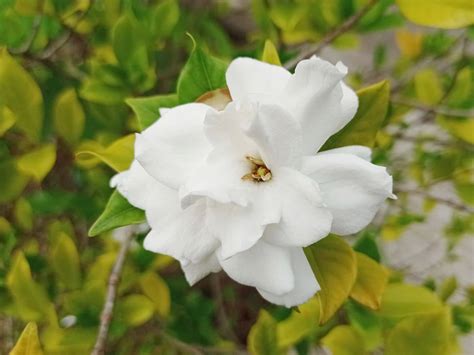 Gardenia Leaves Turn Yellow: Causes and How to Fix Them | Florgeous