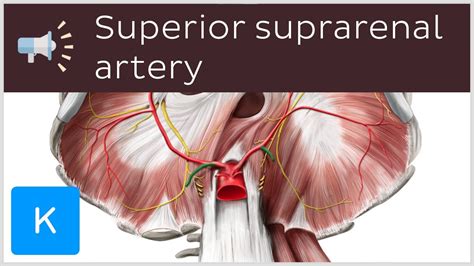 Superior Suprarenal Artery Anatomical Terms Pronunciation By Kenhub