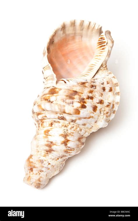 Conch Shell Isolated On White Hi Res Stock Photography And Images Alamy