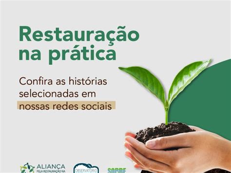 Sistema Agroflorestal é uma estratégia para integrar produção