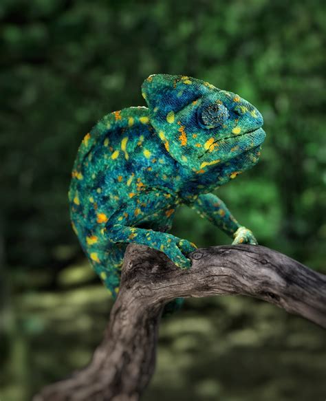 Sculpting Chameleon In Blender Finished Projects Blender