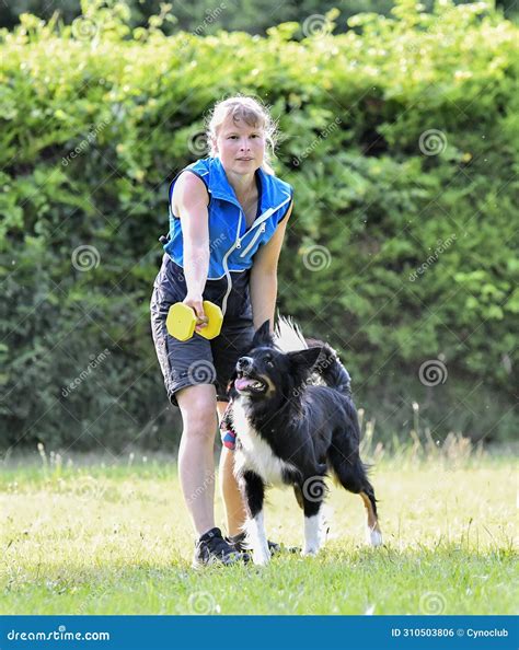 Obedience Training with a Border Collie Stock Photo - Image of ...