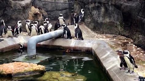 Penguins At The Memphis Zoo Youtube