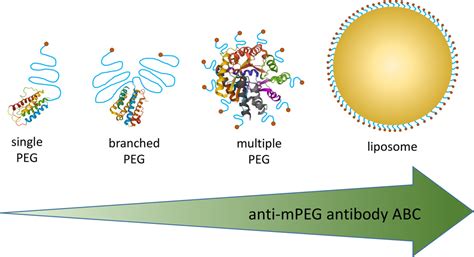 Optimization Of An Anti Poly Ethylene Glycol Anti Peg