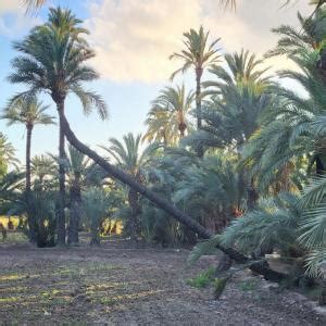 Elche Ruta del Palmeral Histórico Présentation et avis des voyageurs