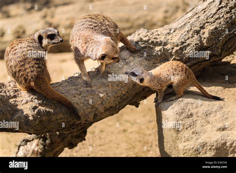 Deux suricata suricata suricatta Banque de photographies et dimages à