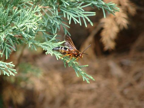 cicada killer 4 | Walter Reeves: The Georgia Gardener