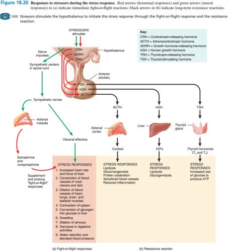 Stress Response Flashcards Quizlet