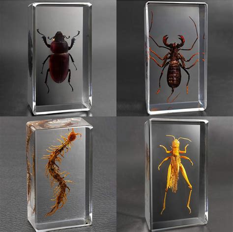 4pcs Real Insectinsect Paperweightinsect Resintaxidermy Specimenreal Insect Specimen