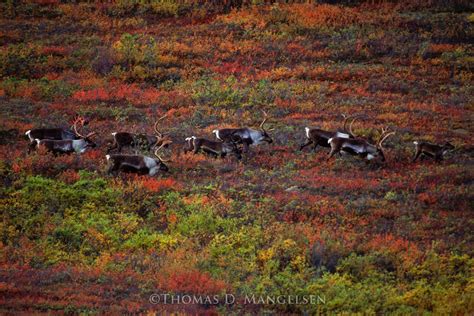 Time of the Migration — Caribou by Thomas D. Mangelsen