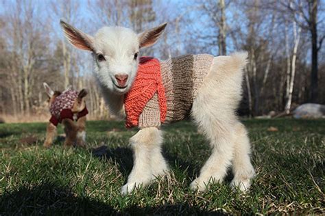 16 Tiny Animals In Tiny Sweaters That Will Make You Go Aww