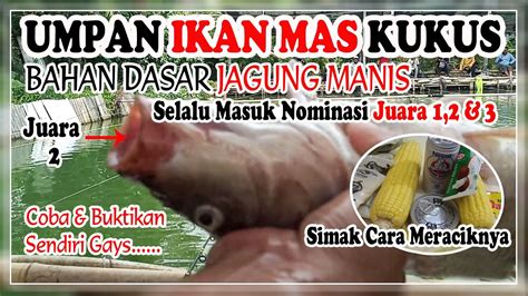 Racikan Umpan Ikan Mas Kukus Bahan Dasar Jagung Manis Youtube