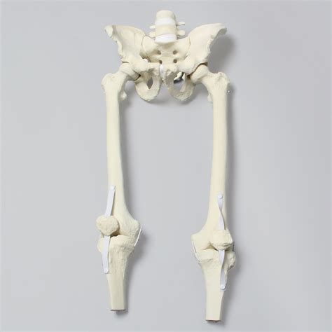 Why Using Bone Models For Orthopaedic Training Is So Important