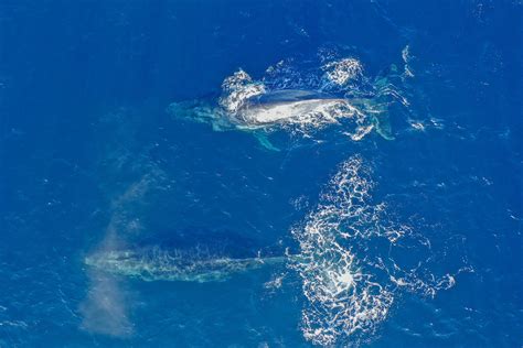 Migrating whales from the air. I had a moment when I saw them. : r ...