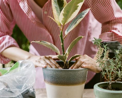 Cara Merawat Tanaman Dengan Benar Agar Tumbuh Subur Three Bouquets