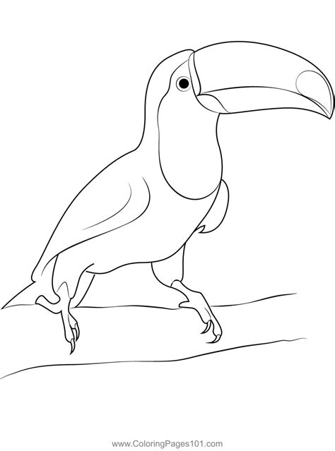 Coloring Pages Rainbow Toucan