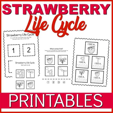 Free Strawberry Life Cycle Worksheets