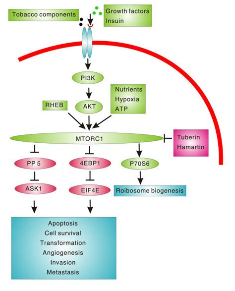 Mammalian Target Of Rapamycin Is A Key Regulator In Development And