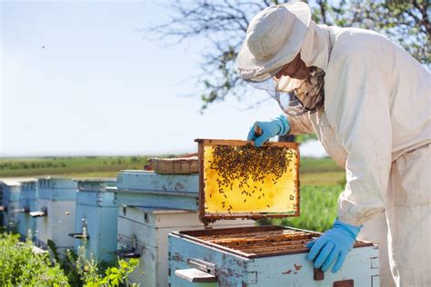 Beehive Management The Importance Of Good Practices