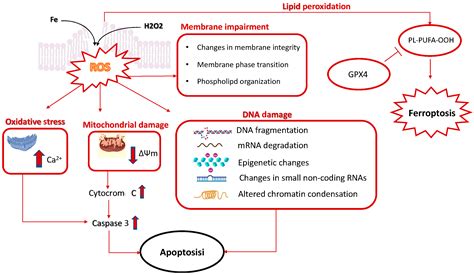 Molecules Free Full Text Natural Cryoprotective And Cytoprotective