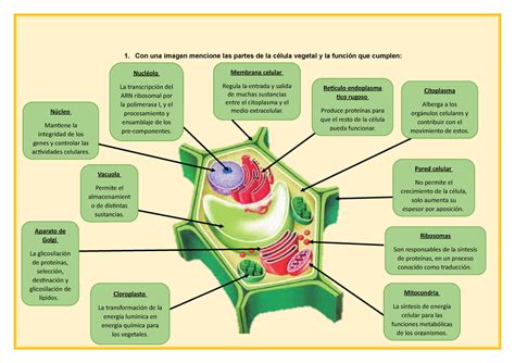 Celula Vegetal E Suas Funções - Célula Vegetal: Características, Partes E Funções – YFFH