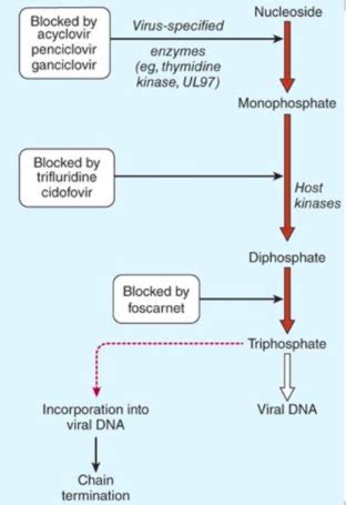 Antifungals Antivirals Flashcards Memorang