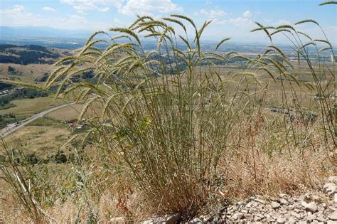 Elymus Canadensis Canada Wild Rye