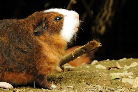 Why Is My Guinea Pig Coughing? (Should You WORRY?)