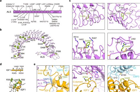 Structural Basis For Disease Associated Als And Igf Mutations A