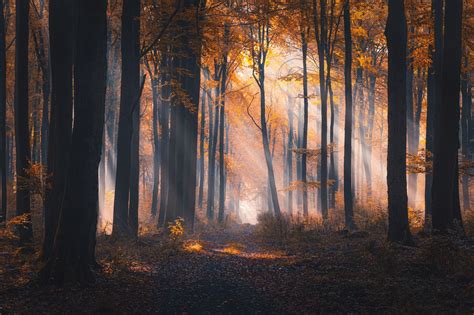 Sun Rays Fallen Leaves Fall Micha Tomczak Nature Outdoors