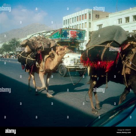 Loaded camels walking through street in afghanistan before the Soviet ...