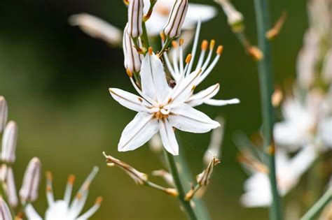 Asphodel Flower Meaning, Symbolism, and Uses - Petal Republic