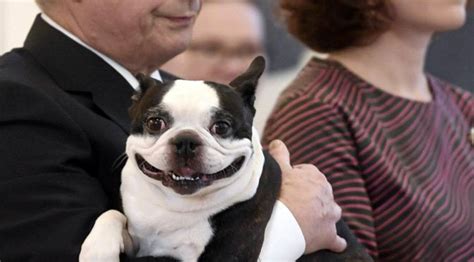 Lennu, the First Dog of Finland gets re-elected, is more popular than ...