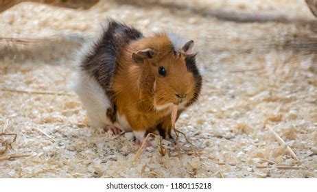 533 Guinea Pig Eating Hay Images, Stock Photos & Vectors | Shutterstock