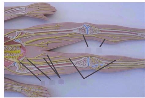 Peripheral Nerve Model 2 Diagram Quizlet