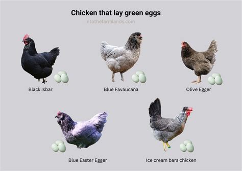 What Chicken Lays Green Eggs Into The Farmlands