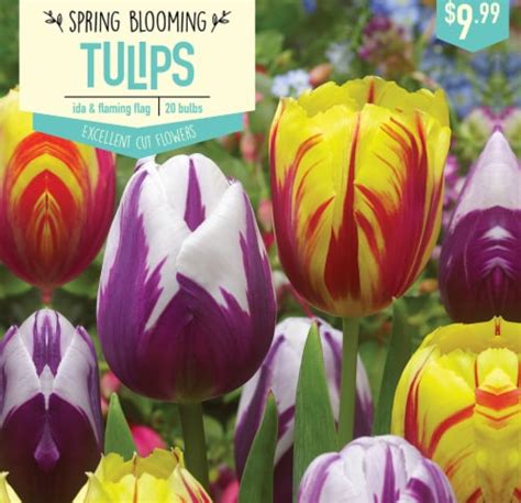 Garden State Bulb Tulip Ida Flaming Flag Bulbs Count Ct Kroger