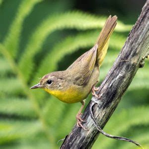 Bird Of The Week Common Yellowthroat Huron Clinton Metroparks