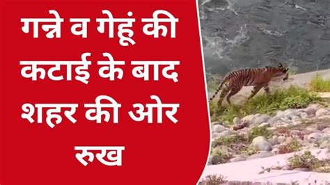 बिजनौर जनपद में गुलदार और बाघों की दहशत में ग्रामीण Video Dailymotion