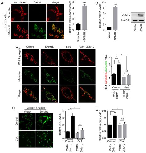 Hypoxiainduced Mitochondrial Translocation Of Dnm L Increases