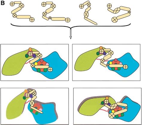 Multiple Diverse Ligands Binding At A Single Protein Site A Matter Of