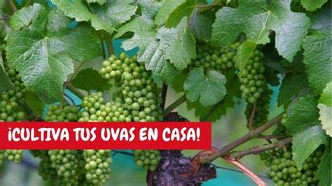 Parra O Planta De Uvas Cuidados B Sicos En Casa Una Hermosa