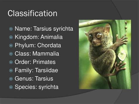 Ppt Philippine Tarsiers Powerpoint Presentation Free Download Id