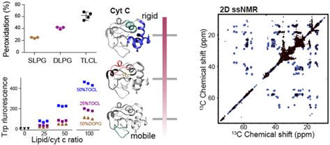 Activation Of Cytochrome C Peroxidase Function Through Coordinated