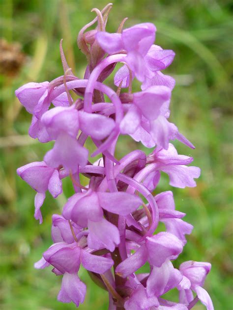 Photographs Of Gymnadenia Conopsea UK Wildflowers Dense Flower Cluster