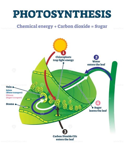 Photosynthesis leaf vector illustration - VectorMine