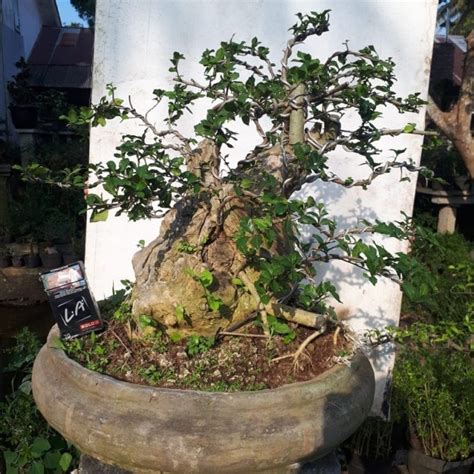 Jual Bonsai Serut Batang Bogel Besar Cantik Harga Murah Kab Banyumas